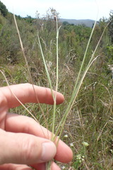 Setaria sphacelata