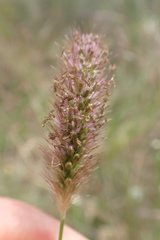 Setaria sphacelata