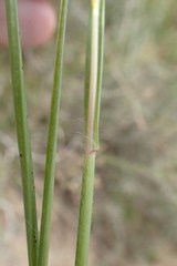 Setaria sphacelata