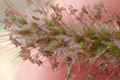 Setaria sphacelata