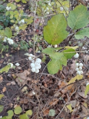 Symphoricarpos albus