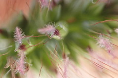 Setaria sphacelata