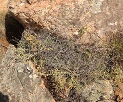 Dioscorea elephantipes