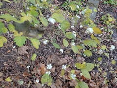 Symphoricarpos albus