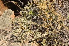 Dioscorea elephantipes