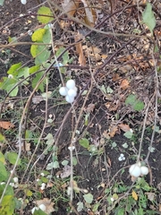 Symphoricarpos albus