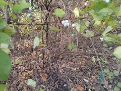 Symphoricarpos albus