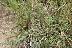 Urochloa serrata