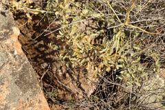 Dioscorea elephantipes