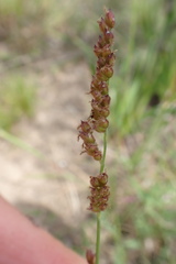 Urochloa serrata