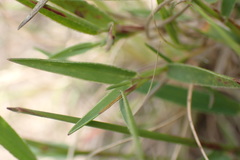 Urochloa serrata