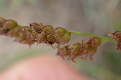 Urochloa serrata