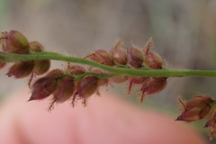 Urochloa serrata