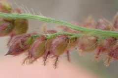 Urochloa serrata