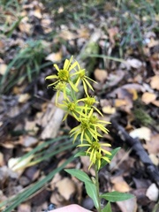 Solidago virgaurea