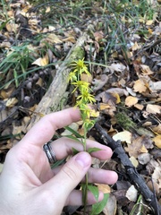 Solidago virgaurea