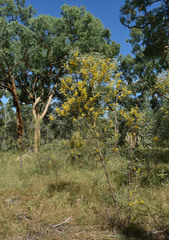 Acacia torulosa