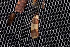 Telecrates laetiorella