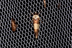 Telecrates laetiorella