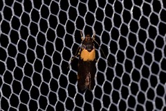 Eulechria periphanes