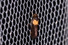 Eulechria periphanes