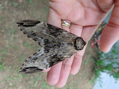 Psilogramma discistriga