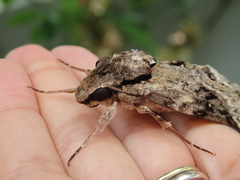 Psilogramma discistriga