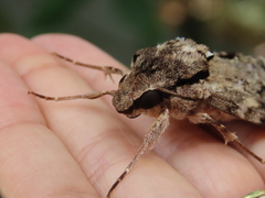 Psilogramma discistriga