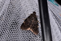 Araeopaschia demotis