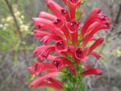 Image of Blood Heath (Erica cruenta) by (c) douglaseustonbrown, some rights reserved (CC BY-SA)
