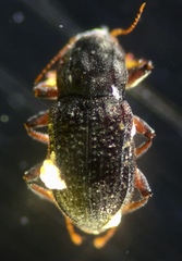 Microcylloepus