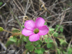 Oxalis lanata