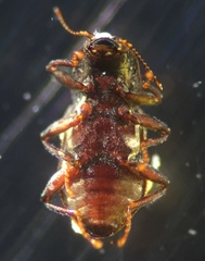 Microcylloepus