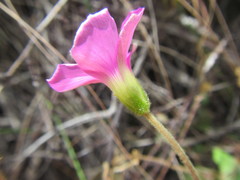 Oxalis lanata