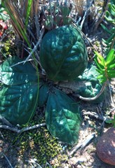Euphorbia ecklonii