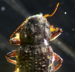 Microcylloepus