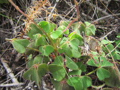 Oxalis lanata