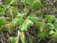 Oxalis lanata