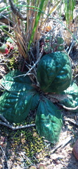 Euphorbia ecklonii