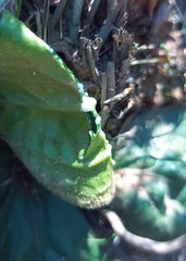 Euphorbia ecklonii