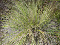 Capeochloa cincta