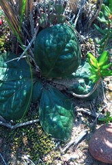 Euphorbia ecklonii