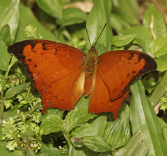 Polyura paphianus