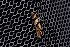 Macrobathra desmotoma