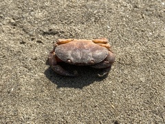 Epixanthus frontalis