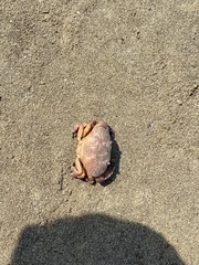 Epixanthus frontalis