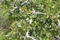 Searsia pterota