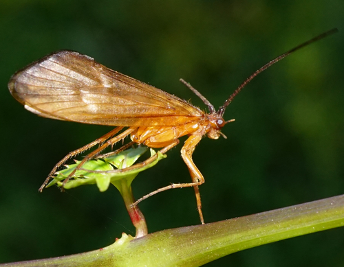 Anabolia furcata