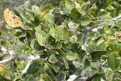 Searsia pterota