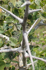 Searsia pterota